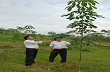 Biến đồi hoang thành rừng cao su